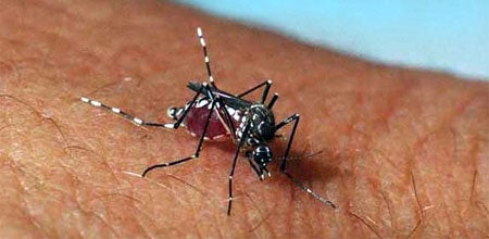 Aedes Aegypti mosquito (c) UCR / Alexander Raikhel